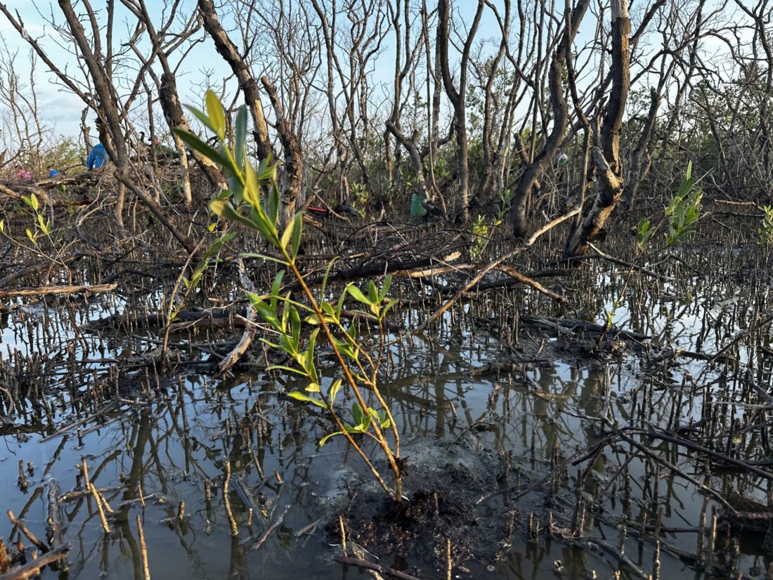 Volunteers take part in mangrove restoration | News, Sports, Jobs - SANIBEL-CAPTIVA - Island Reporter, Islander and Current - Vimarsana News