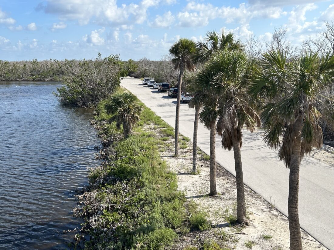 DDWS reports on refuge programming and more | News, Sports, Jobs - SANIBEL-CAPTIVA - Island Reporter, Islander and Current - Vimarsana News