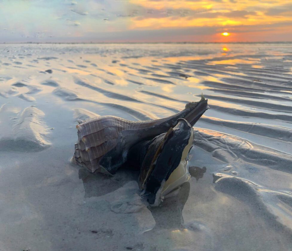 Shell museum to host sunrise stroll | News, Sports, Jobs - SANIBEL-CAPTIVA - Island Reporter, Islander and Current - Vimarsana News