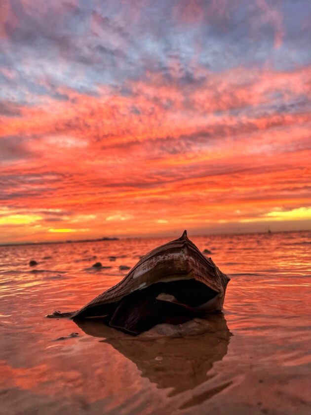 Shell museum announces new programming for new year | News, Sports, Jobs - SANIBEL-CAPTIVA - Island Reporter, Islander and Current - Vimarsana News
