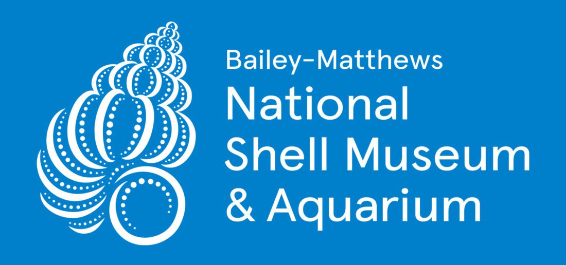 Shell museum to host guided walk | News, Sports, Jobs - SANIBEL-CAPTIVA - Island Reporter, Islander and Current - Vimarsana News
