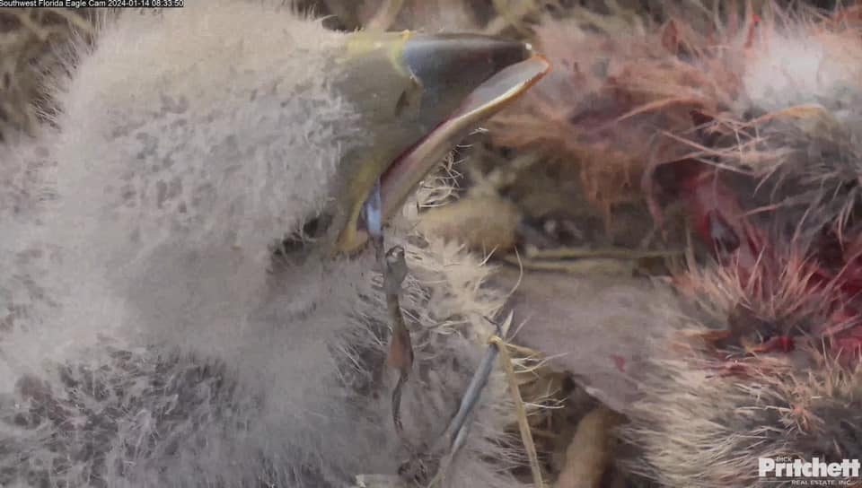 Public reminded to 'Mind Your Line' after eaglet incident | News, Sports, Jobs - SANIBEL-CAPTIVA - Vimarsana News