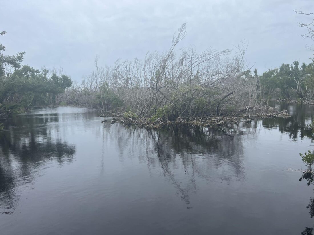 SCCF: El Niño reviving freshwater habitats | News, Sports, Jobs - SANIBEL-CAPTIVA - Island Reporter, Islander and Current - Vimarsana News