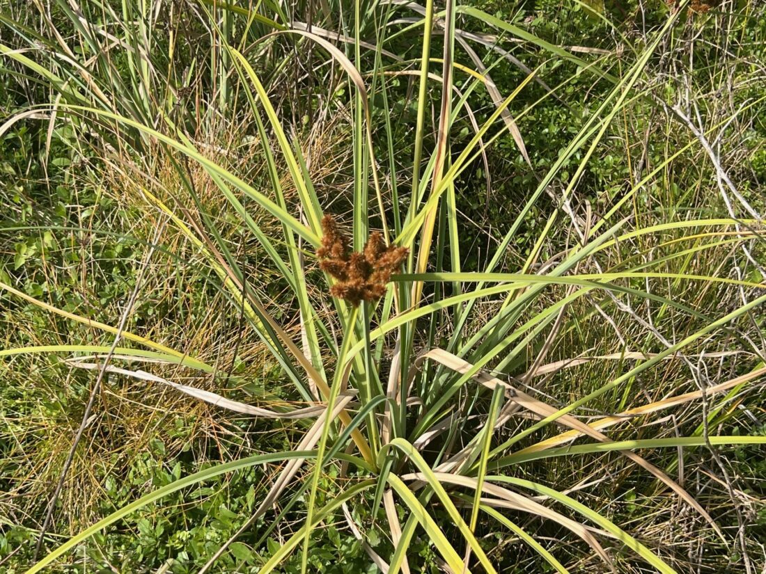 SCCF: Changes in landscape persist post-hurricane | News, Sports, Jobs - SANIBEL-CAPTIVA - Island Reporter, Islander and Current - Vimarsana News