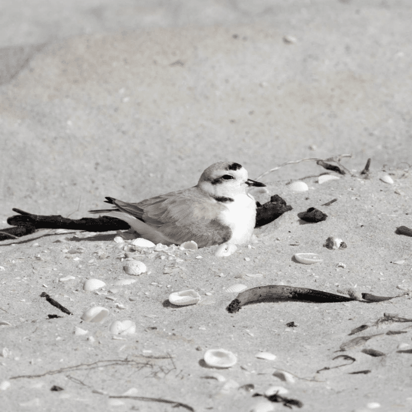 SCCF: First snowy plover nest of season on islands | News, Sports, Jobs - SANIBEL-CAPTIVA - Island Reporter, Islander and Current - Vimarsana News