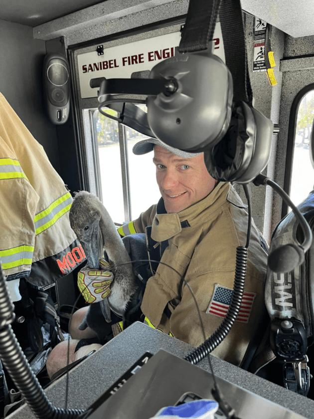 Sanibel fire crew rescues pelican | News, Sports, Jobs - SANIBEL-CAPTIVA - Island Reporter, Islander and Current - Vimarsana News