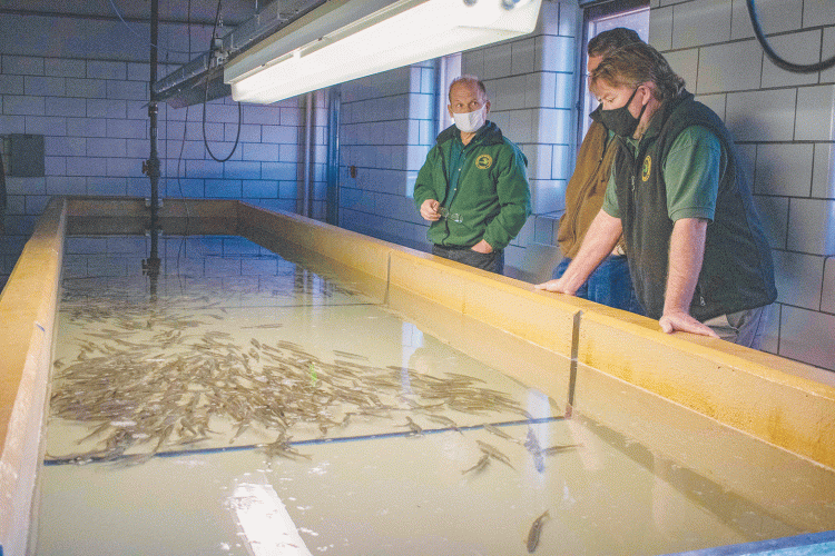 Project to restore grayling hits milestone | News, Sports, Jobs - Vimarsana News