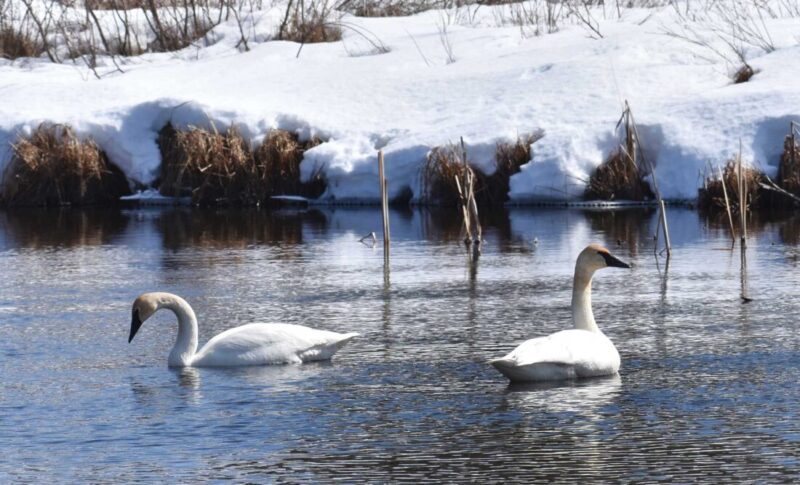Swans at Six Mile Lake | News, Sports, Jobs - Vimarsana News