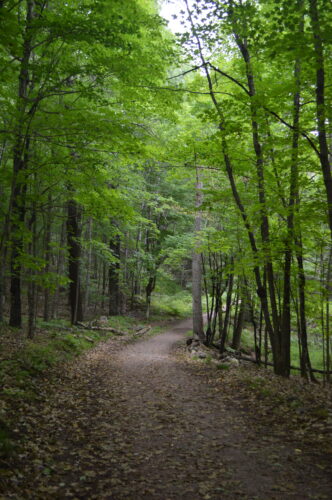 Plenty of pests pose a threat to U.P. forests | News, Sports, Jobs - Vimarsana News