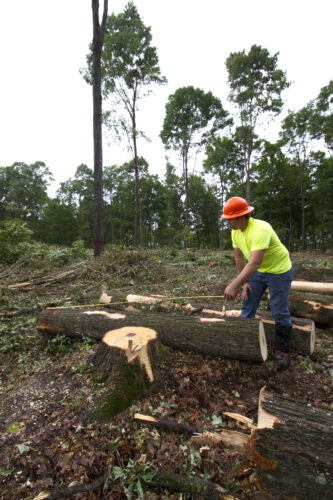 Lyme Great Lakes Timberlands believes in good forest stewardship | News, Sports, Jobs - Vimarsana News