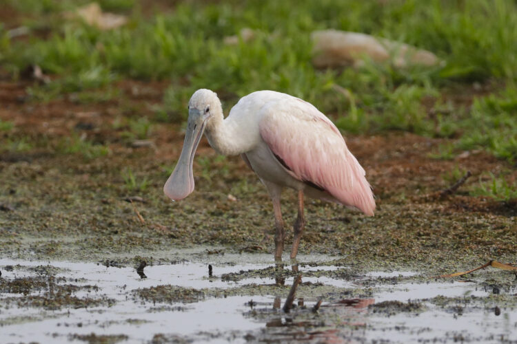 Rare Gulf Coast shorebird makes visit to Escanaba | News, Sports, Jobs - Vimarsana News