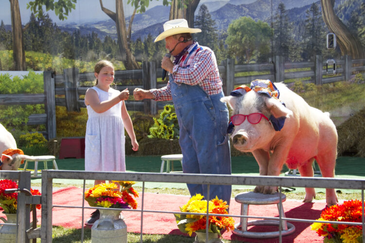 Swine are the stars of fair midway show | News, Sports, Jobs - Vimarsana News