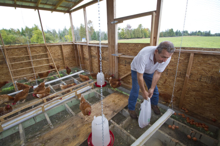 Business Profile: The chickens come first at Yooper Coop Eggs | News, Sports, Jobs - Vimarsana News
