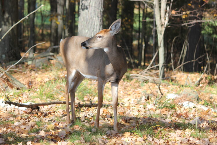Fall is here — time for motorists to watch for deer | News, Sports, Jobs - Vimarsana News
