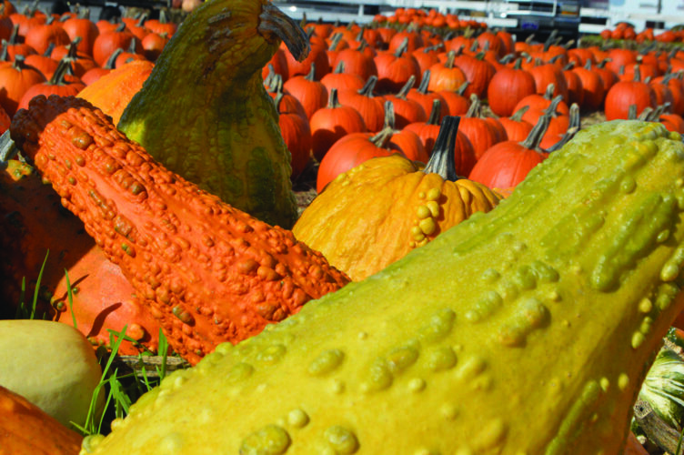 Area farmers enjoy profitable harvest | News, Sports, Jobs - Vimarsana News