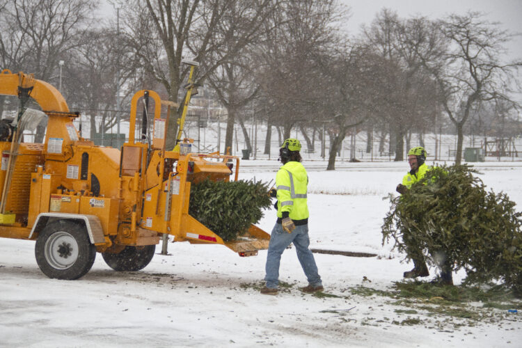 Old Christmas trees get new purpose | News, Sports, Jobs - Vimarsana News