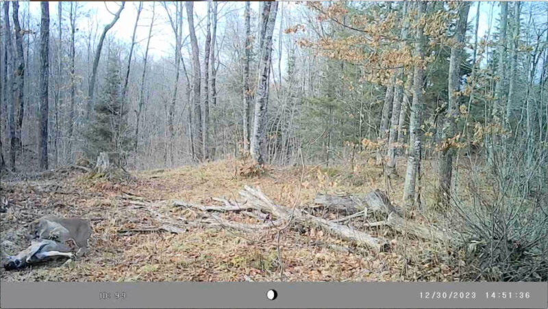 Camera shows cougar taking down deer in western U.P. | News, Sports, Jobs - Vimarsana News