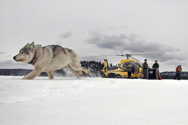 Warm weather suspends Isle Royale wolf count | News, Sports, Jobs - Vimarsana News