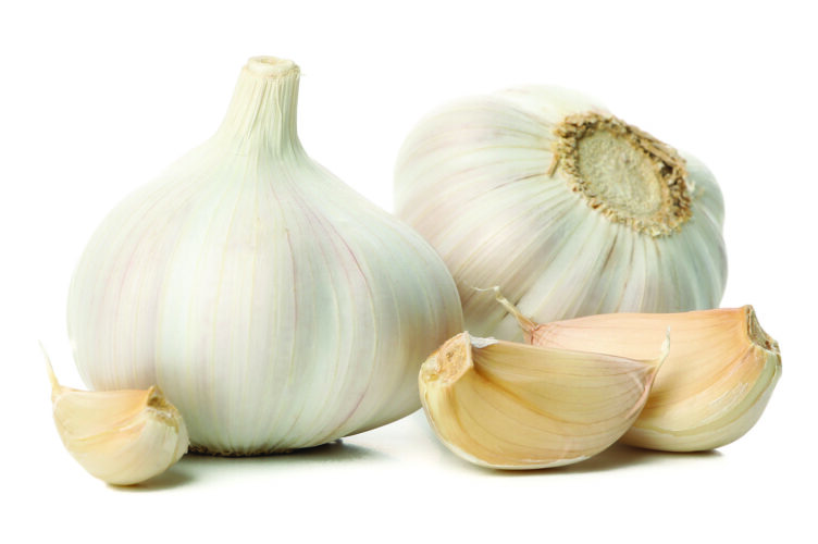 Is garlic really dangerous for dogs? Canine nutritionist weighs in | News, Sports, Jobs - Vimarsana News