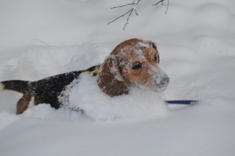 The cool dogs of February | News, Sports, Jobs - Vimarsana News