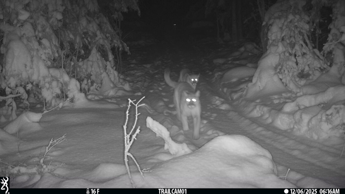 Cougar kits found again in UP, this time with mother