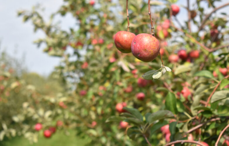 Area orchards offer taste of fall | News, Sports, Jobs - Vimarsana News