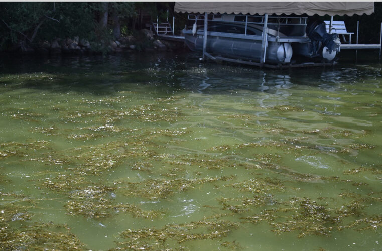 City looks to tackle pondweed | News, Sports, Jobs - Vimarsana News