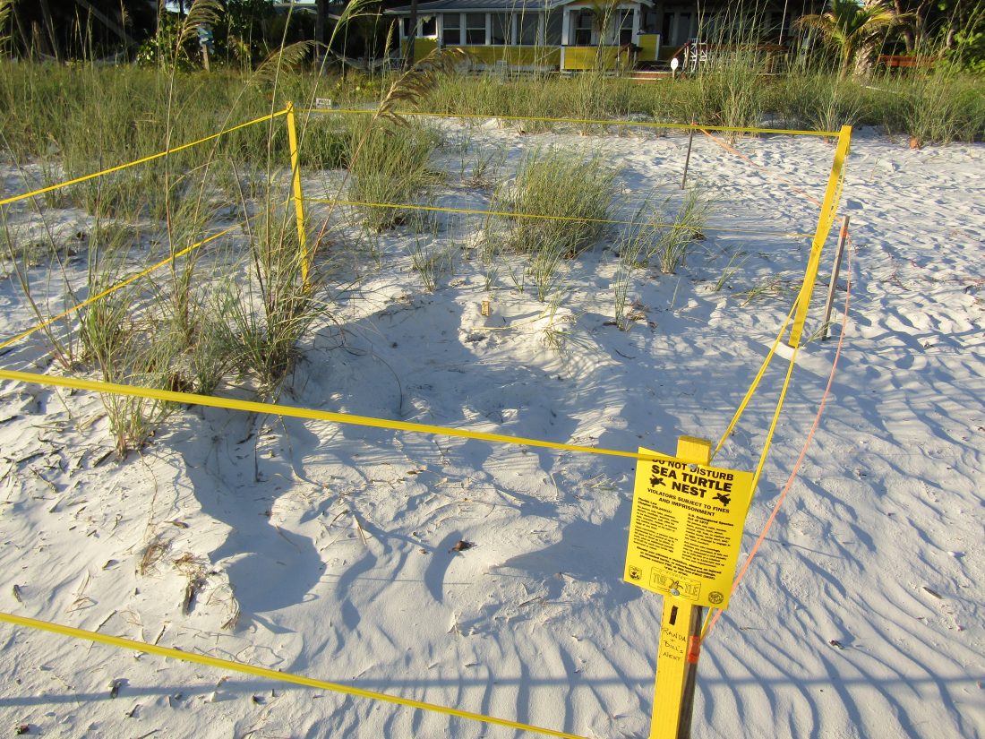 Nesting season beginning for sea turtles, waterbirds | News, Sports, Jobs - FORT MYERS - Vimarsana News