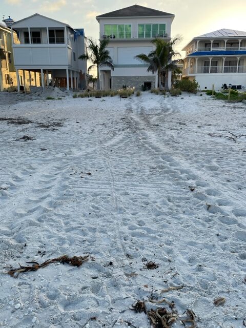 Turtle time is here | News, Sports, Jobs - FORT MYERS - Beach Observer and Beach Bulletin - Vimarsana News