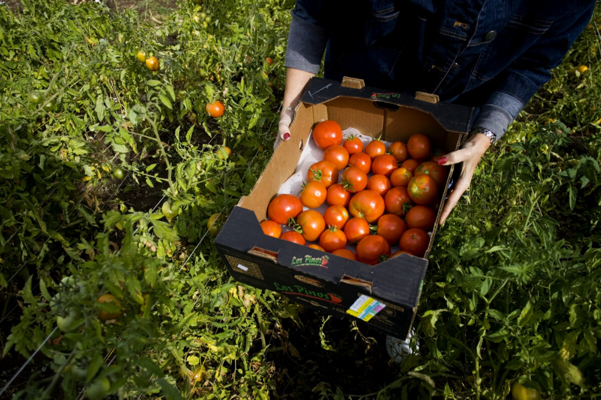 Tales from Utah Valley: Garden time is sharing time | News, Sports, Jobs - Vimarsana News