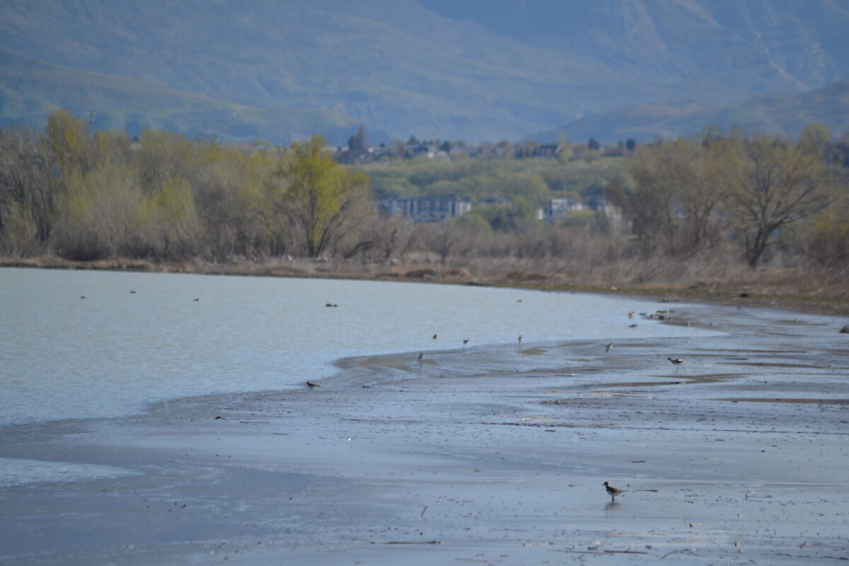 Former Utah governor asks, could water in Utah Lake help fill the Great Salt Lake? | News, Sports, Jobs - Vimarsana News