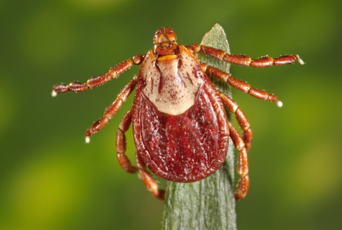 Tick Talk: Expert advice for avoiding ticks in Utah | News, Sports, Jobs - Vimarsana News
