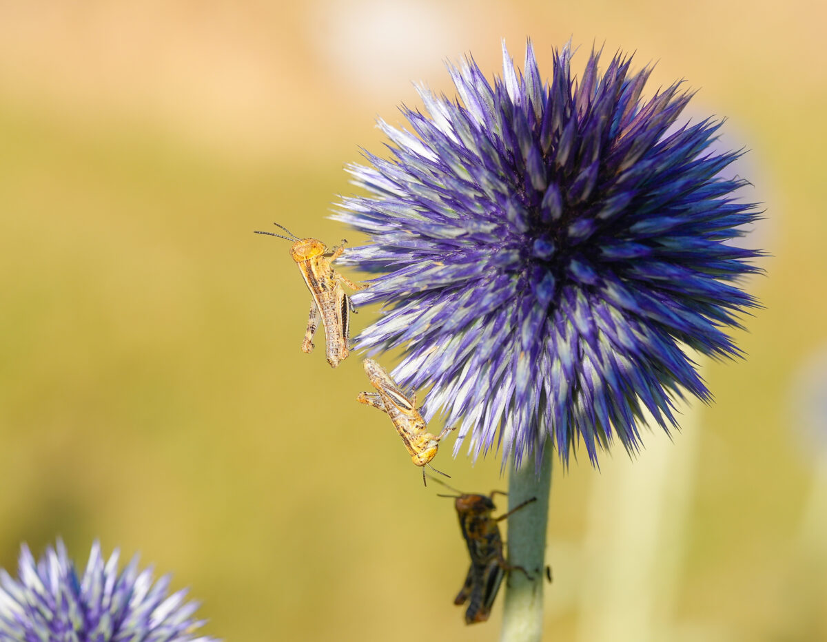 Ask an Expert – Hopping into action: Tips for taming growing grasshopper population | News, Sports, Jobs - Vimarsana News