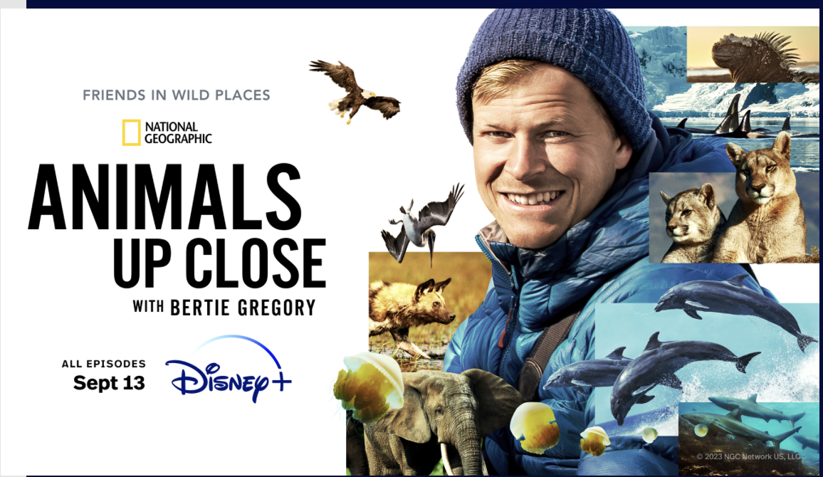 Brokaw: 'Animals Up Close with Bertie Gregory' streams on Disney+ | News, Sports, Jobs - Vimarsana News
