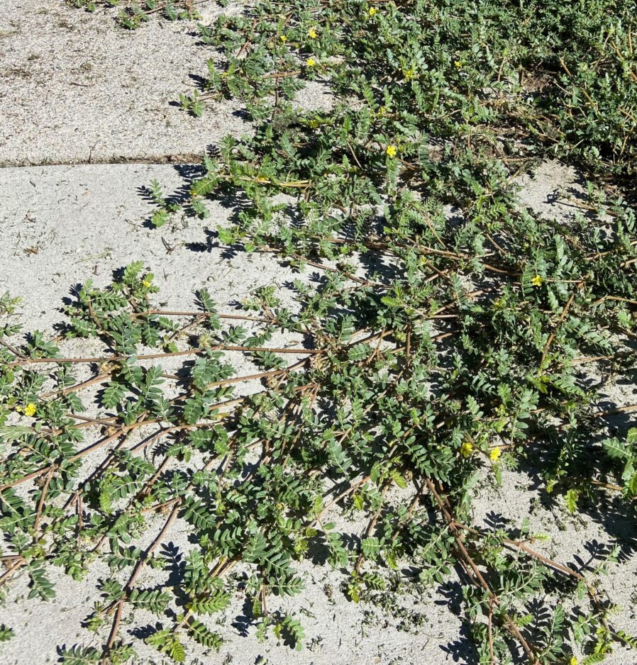 Garden Help Desk: Stick to it and you can eliminate pesky puncturevine | News, Sports, Jobs - Vimarsana News