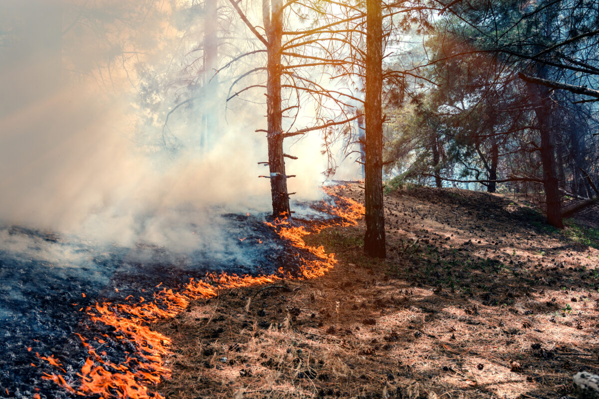USDA Forest Service announces fall 2023 prescribed burns | News, Sports, Jobs - Vimarsana News