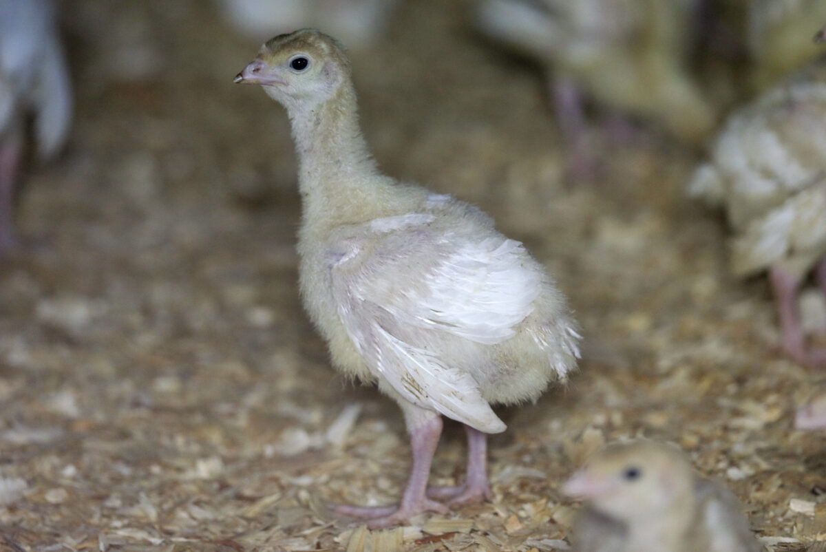 Deadly bird flu reappears in US commercial poultry flocks in Utah and South Dakota | News, Sports, Jobs - Vimarsana News