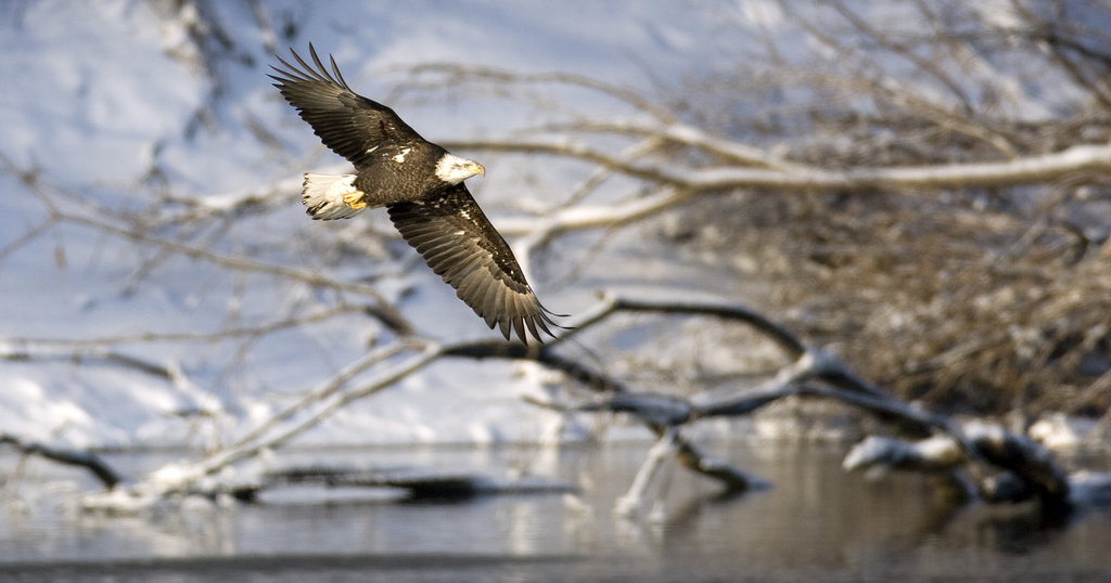As the Endangered Species Act turns 50, those who first enforced it reflect on its mixed legacy | News, Sports, Jobs - Vimarsana News