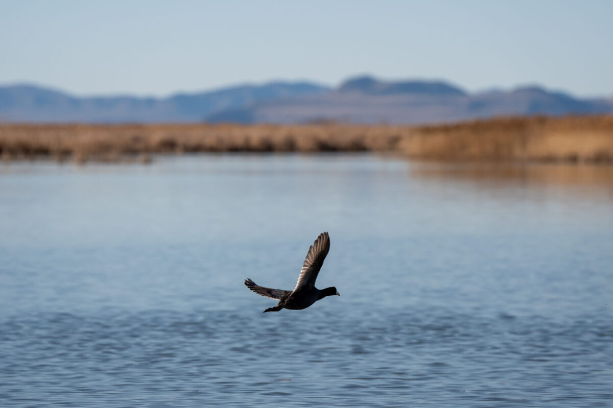 Depleting one resource to save another? Study asks how Utah Lake could help Great Salt Lake | News, Sports, Jobs - Vimarsana News
