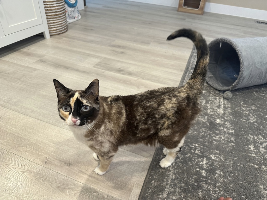 Utah cat with a fondness for cardboard takes surprise trip to California in an Amazon box | News, Sports, Jobs - Vimarsana News