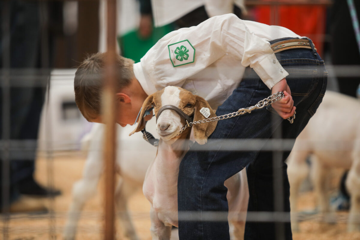 Youth show off animals during 100th anniversary of the Utah State Junior Livestock Show | News, Sports, Jobs - Vimarsana News