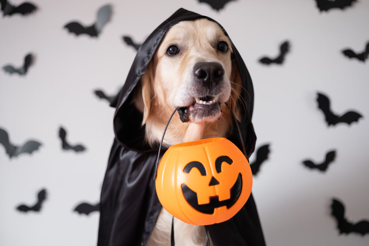 Ephraim Tractor Supply to host Halloween pet photo event