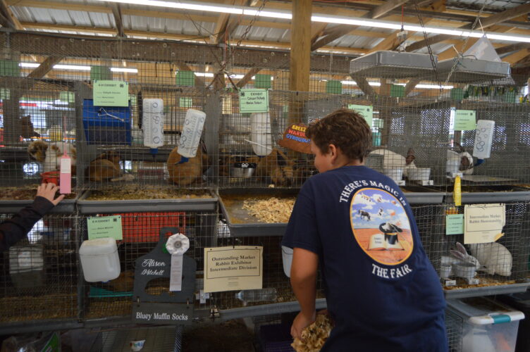 There's lots to do at the Harrison County Fair | News, Sports, Jobs - Vimarsana News