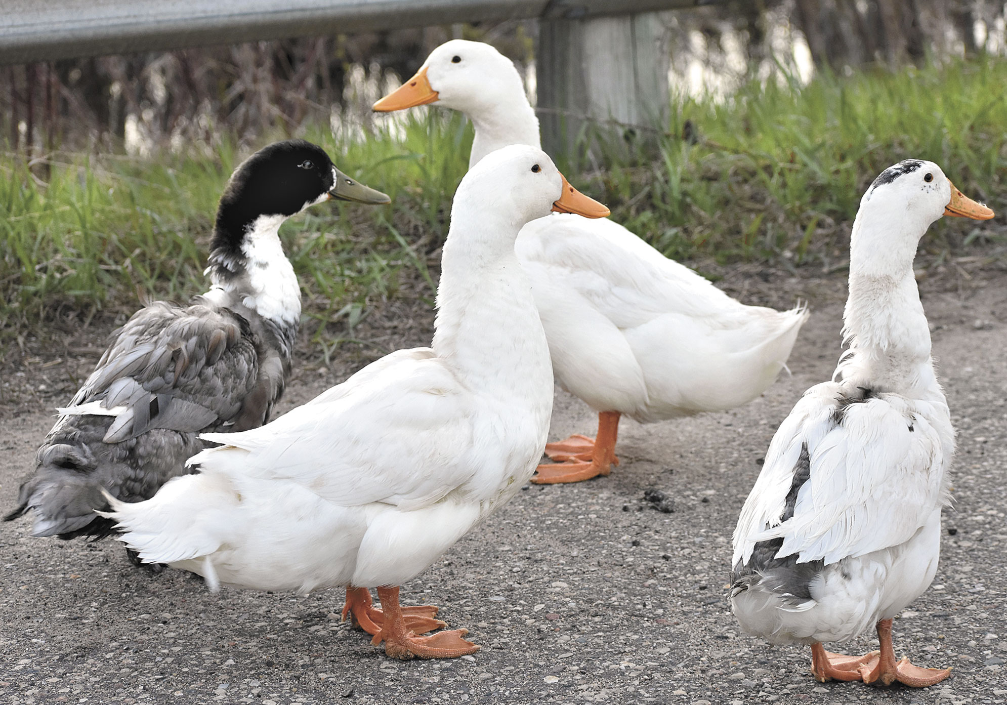 Domestic ducks aren’t built for untamed air News, Sports, Jobs The