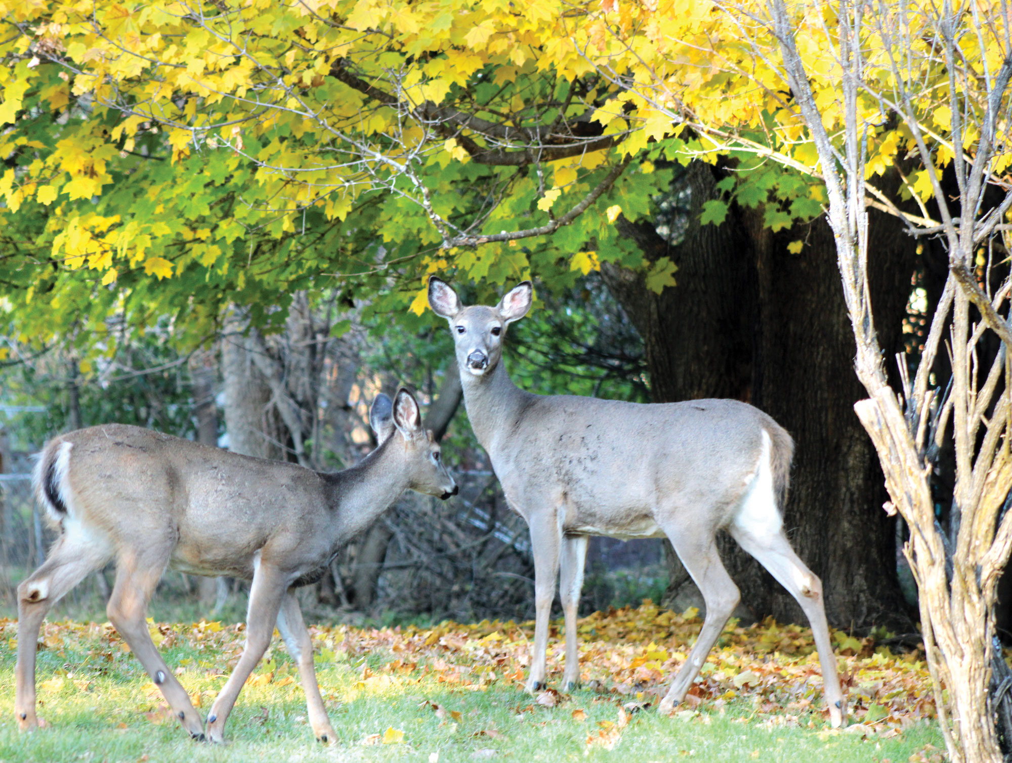 Deer movement studies provide insight into CWD management News
