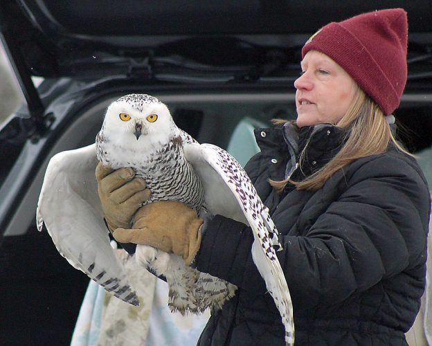 Nursing nature: Carlson stepping aside after decades of wildlife work | News, Sports, Jobs - Vimarsana News