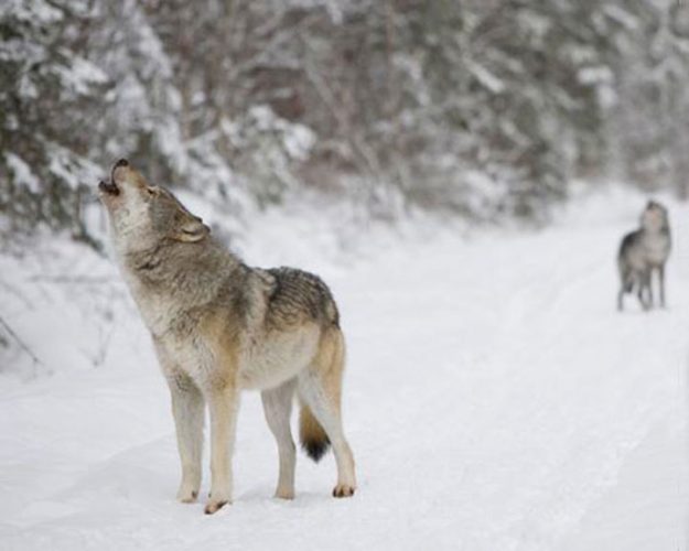 Wisconsin judge orders wolf hunt to start this month | News, Sports, Jobs - Vimarsana News