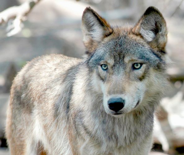 Wisconsin opens week-long wolf hunt | News, Sports, Jobs - Vimarsana News