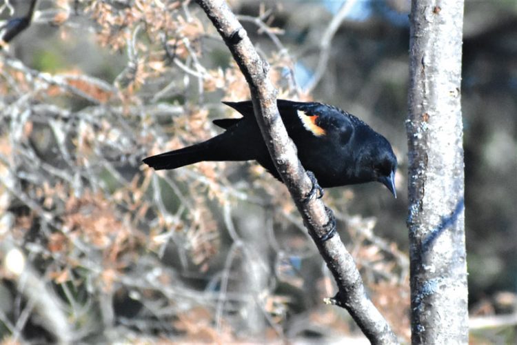 Birds venture north | News, Sports, Jobs - Vimarsana News