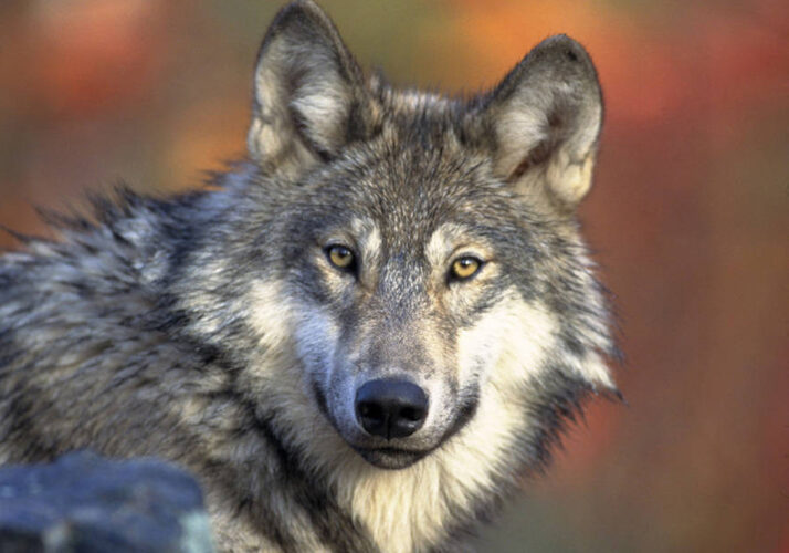 Wisconsin DNR defends lack of population goal in wolf plan | News, Sports, Jobs - Vimarsana News